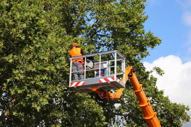 Best Tree Removal Near Me  in Amesti, CA